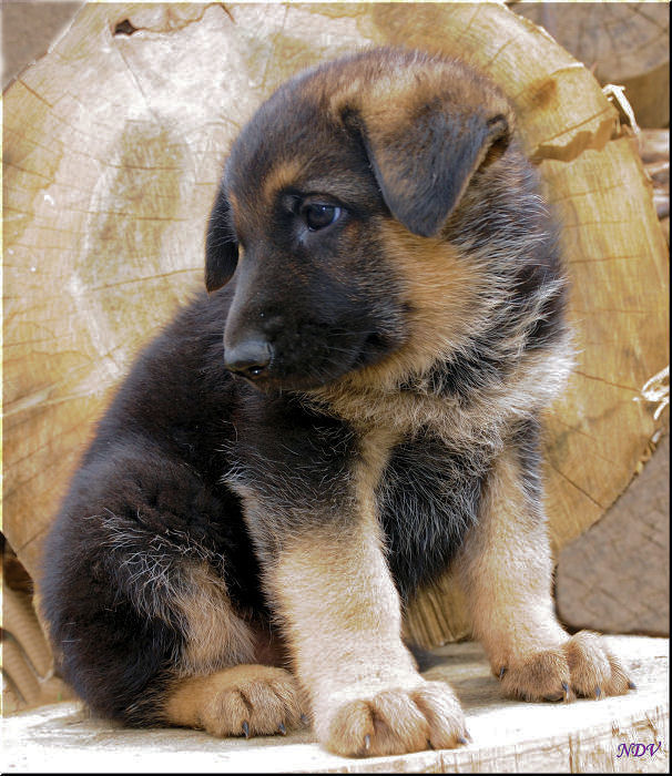 Фото жизнь (light) - Dmitry Novikov - Преданные и не предающие. - Я хороший...