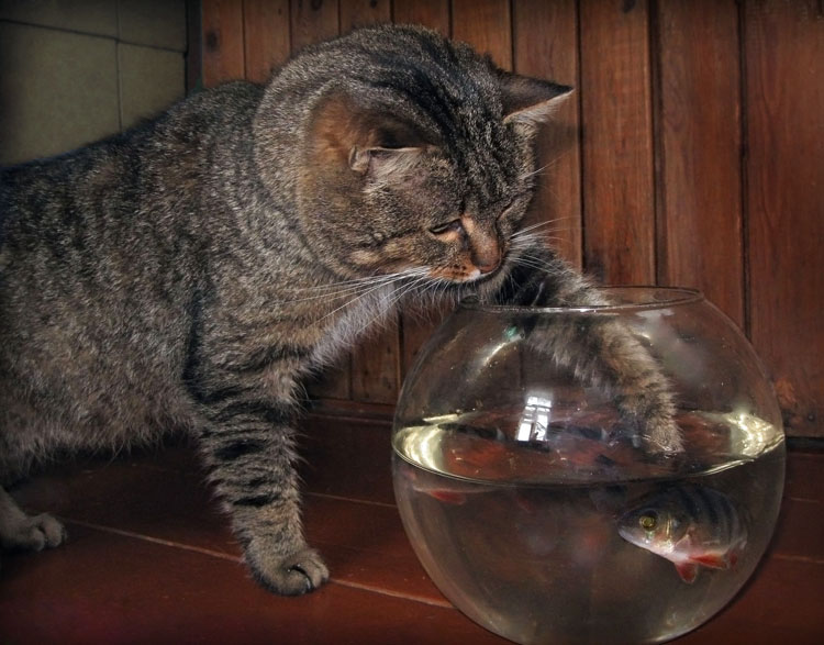 Фото жизнь - Беляева Ольга - корневой каталог - Особенности кошачьей рыбалки