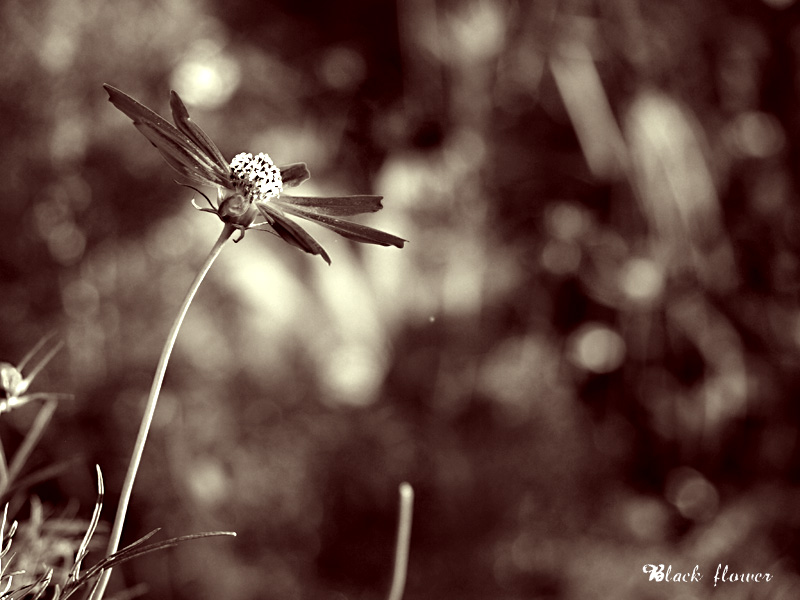 Фото жизнь (light) - IceHammer - Flowers - Black flower