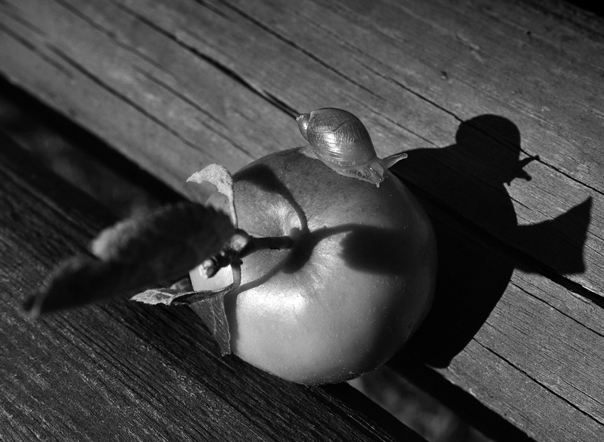 Фото жизнь (light) - Илзе Абелтыня - корневой каталог - Июль