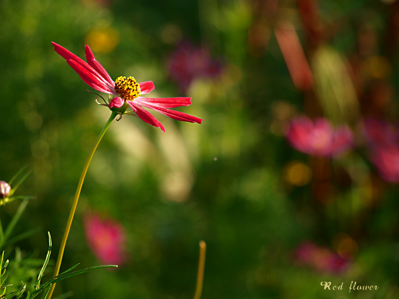 Фото жизнь (light) - IceHammer - Flowers - Red flower