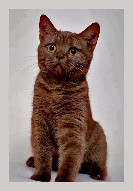 Фото жизнь (light) - Торгашева Светлана - Животные - Удивление