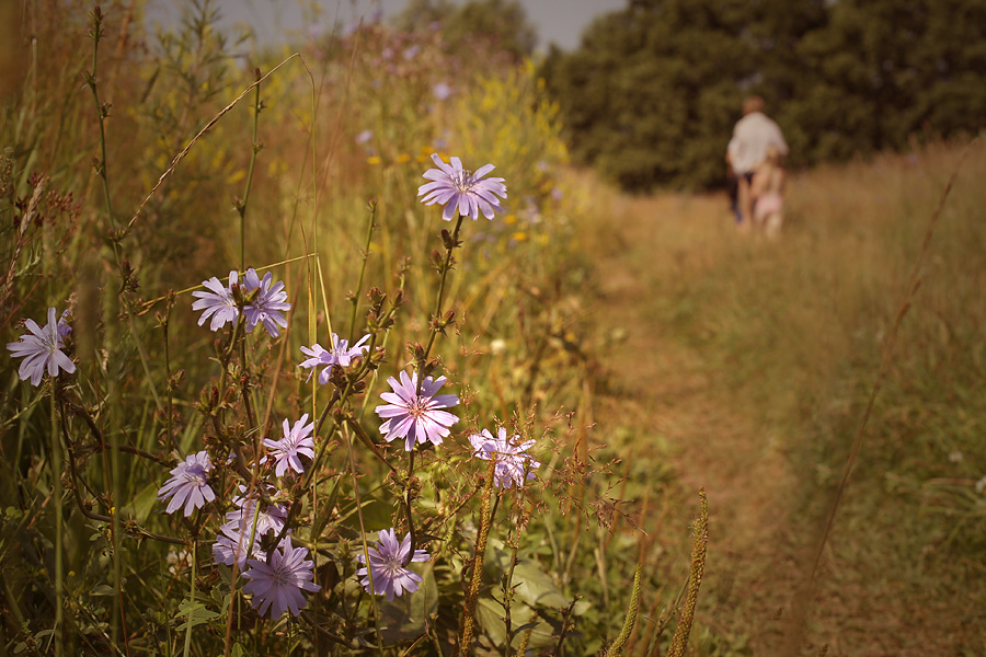 Фото жизнь (light) - Ольга Енаева - пейзаж,природа - в лето