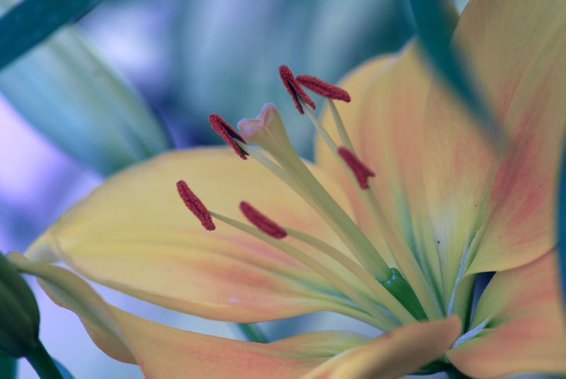 Фото жизнь (light) - aska - цветы,натюрморты - лилия