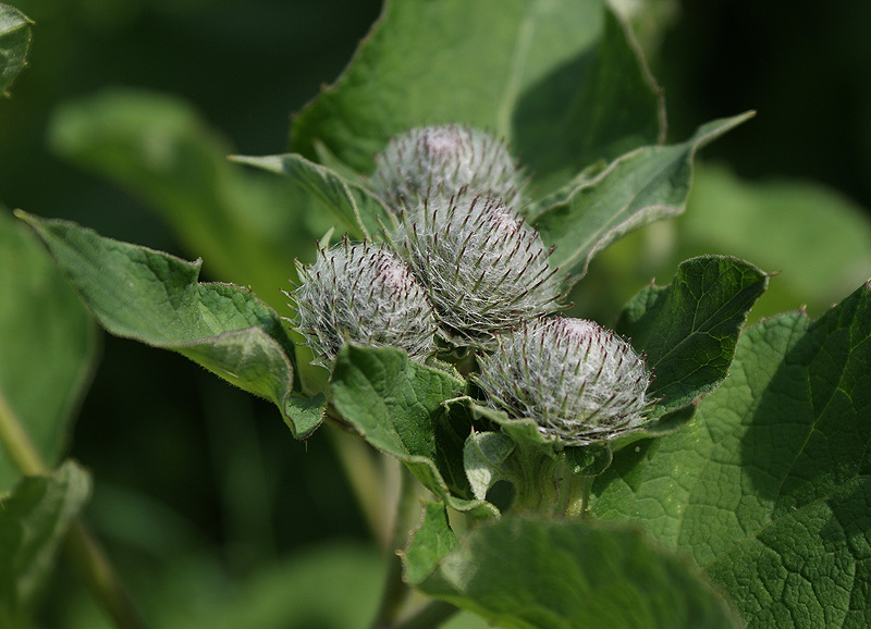 Фото жизнь (light) - Svetlana Fadeeva - Многоликость цветов... - Колючие братья
