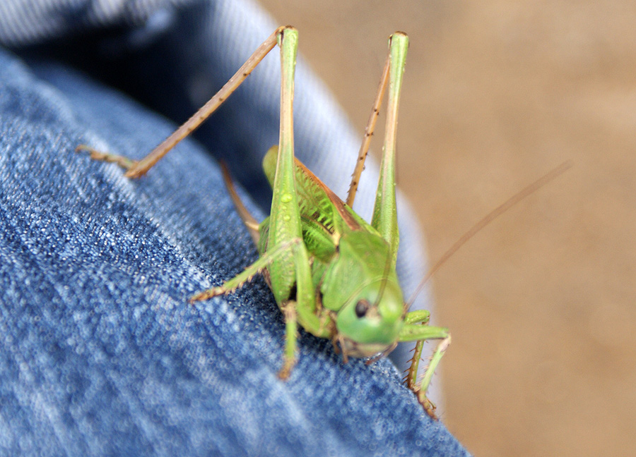 Фото жизнь (light) - Svetlana Fadeeva - Живность... - Кузнец-молодец