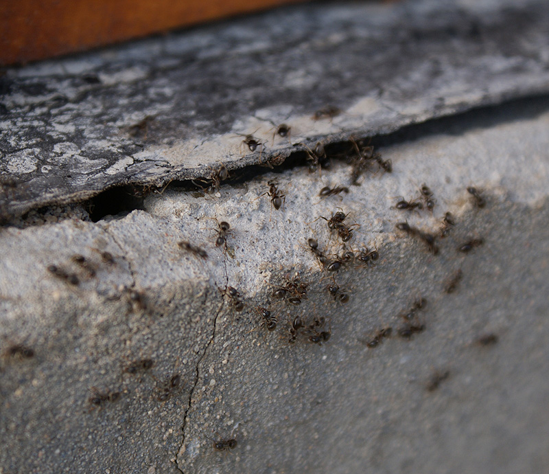 Фото жизнь (light) - Svetlana Fadeeva - Живность... - Поселение