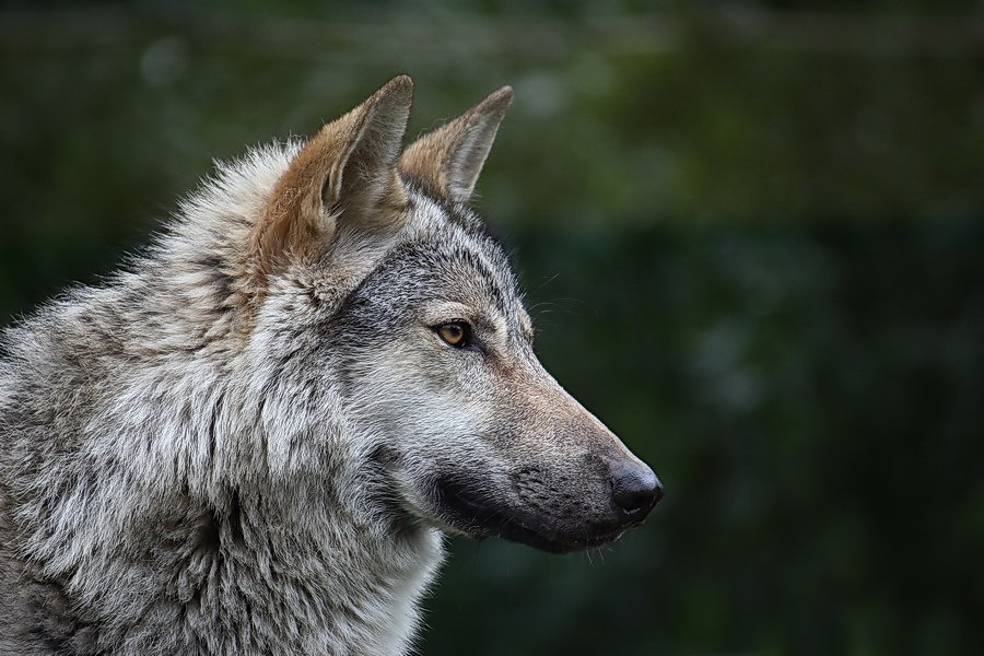 Фото жизнь (light) - igorm12 - корневой каталог - Волк (Canis lupus)