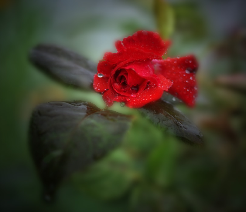 Фото жизнь (light) - ПРОШЛОЕ ЛЕТО - Цветы на клумбе и не только... - Дождь...