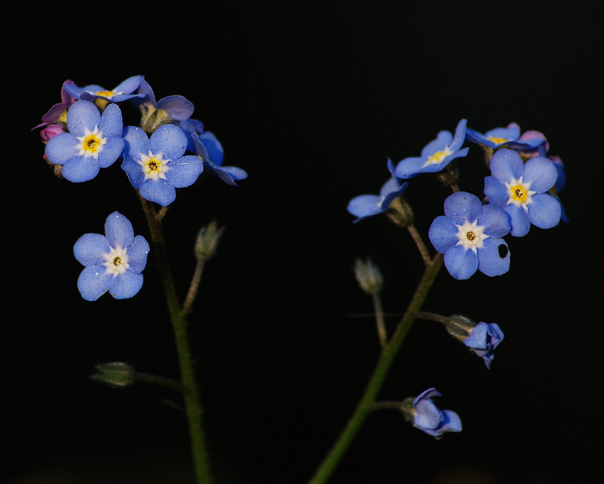 Фото жизнь (light) - kuchum13 - Растения, насекомые, мелкая живность, ракушки, камушки - Я-Незабудка