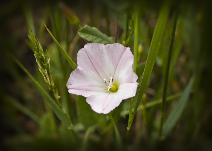 Фото жизнь (light) - A1ex - Nature - ***