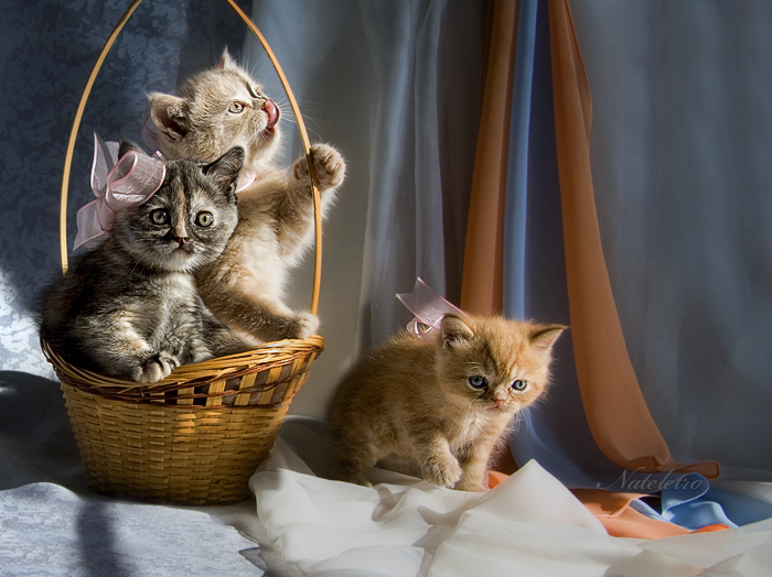 Фото жизнь (light) - Наталья Кузнецова - домашние животные - про солнечных котят :)
