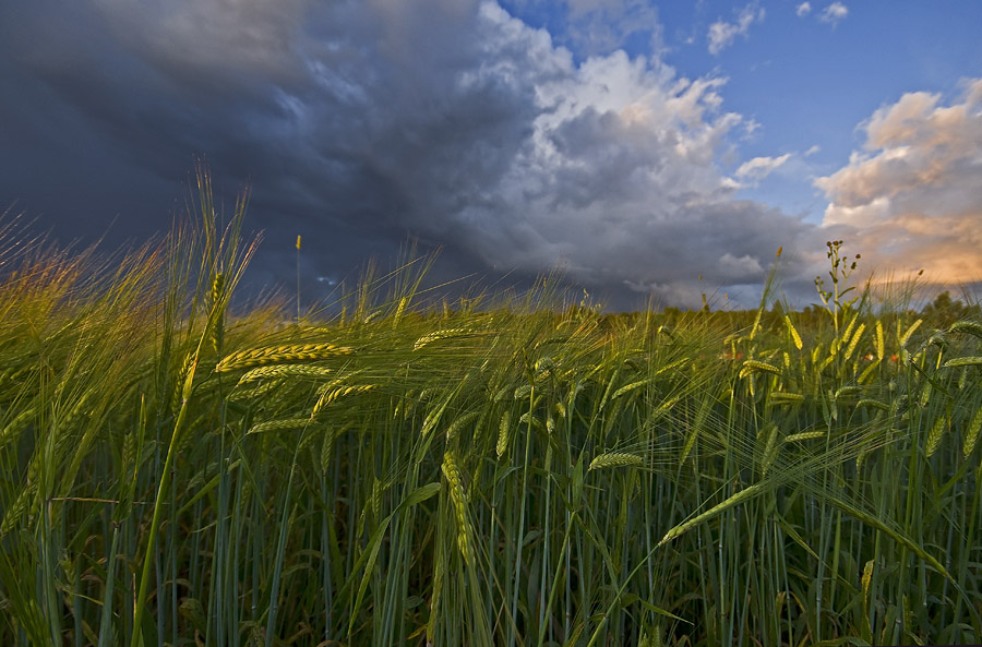 Фото жизнь (light) - Pastor - ПРИРОДА, ЦВЕТЫ - * * *