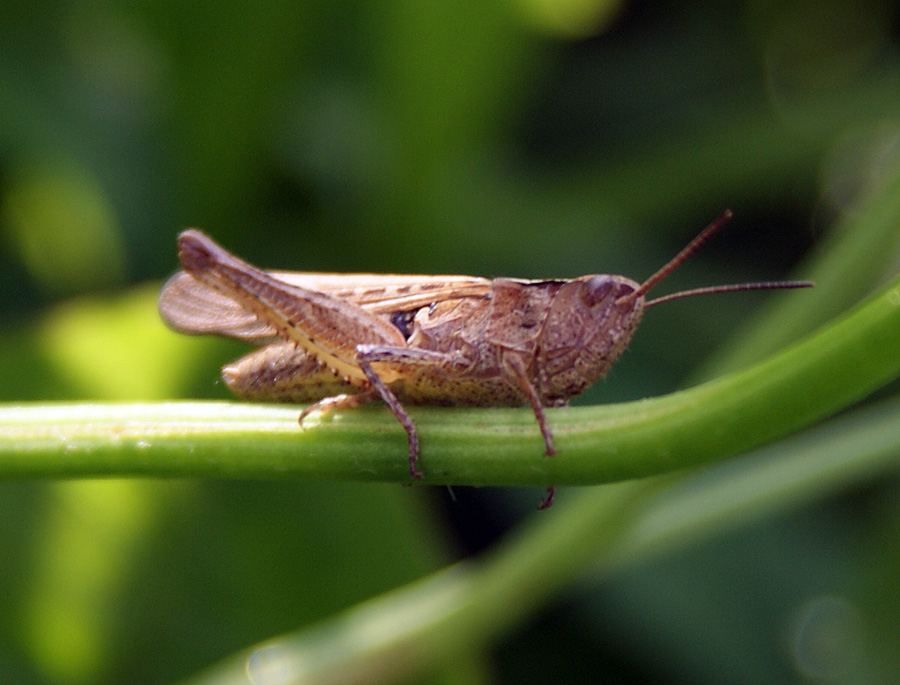Фото жизнь (light) - Svetlana Fadeeva - Живность... - "Здравствуйте!"