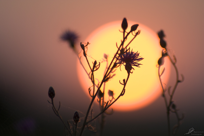 Фото жизнь (light) - Vasilii_Bezkedov - корневой каталог - Sunset