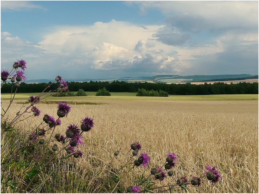 Фото жизнь (light) - КАиН - корневой каталог - Август