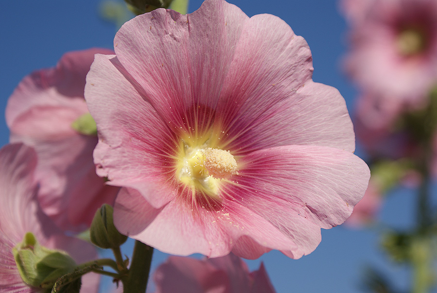 Фото жизнь (light) - Svetlana Fadeeva - Многоликость цветов... - ***