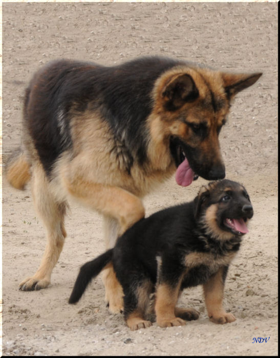 Фото жизнь (light) - Dmitry Novikov - Преданные и не предающие. - А ну марш домой!