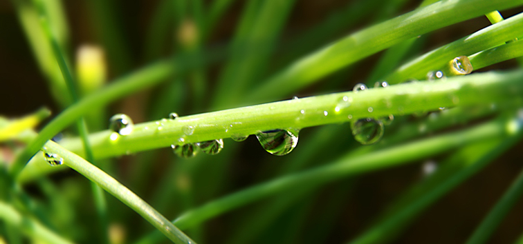 Фото жизнь (light) - lona - макро - слёзки