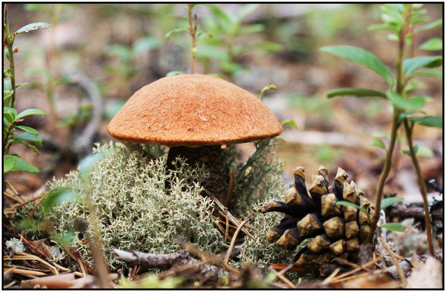 Фото жизнь (light) - Коржавин Александр - Пейзаж - ***