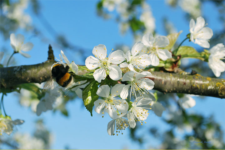 Фото жизнь (light) - Tsuganok Antony - "Nature" - "Spring relative"