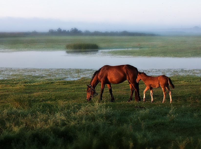 Фото жизнь (light) - Papumem - корневой каталог - Ходят кони...