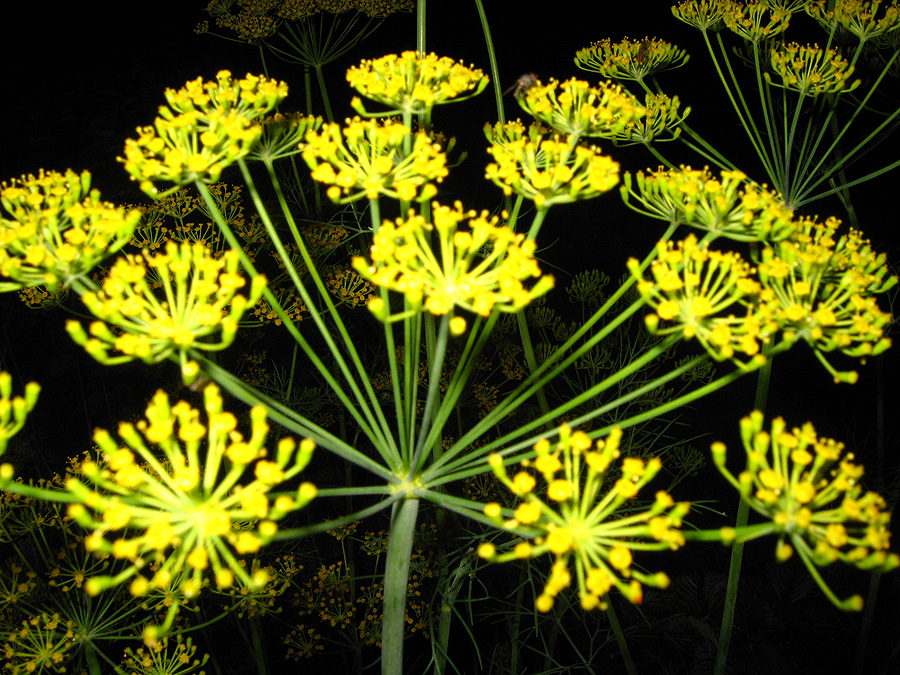 Фото жизнь (light) - Svetlana Fadeeva - Многоликость цветов... - Зонтики в ночи...