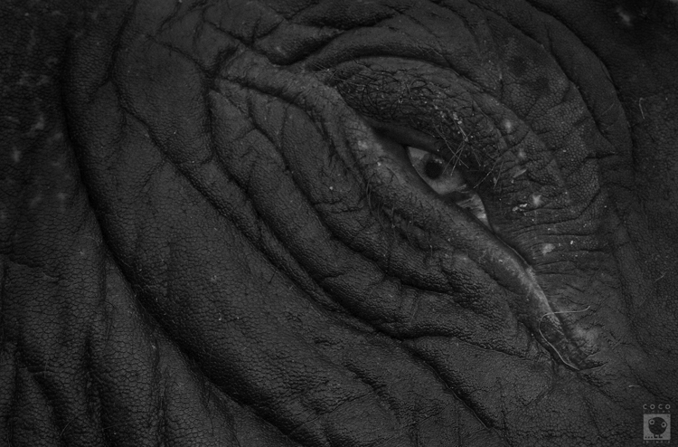 Фото жизнь (light) - cococinema - корневой каталог - Eye of an Elephant.