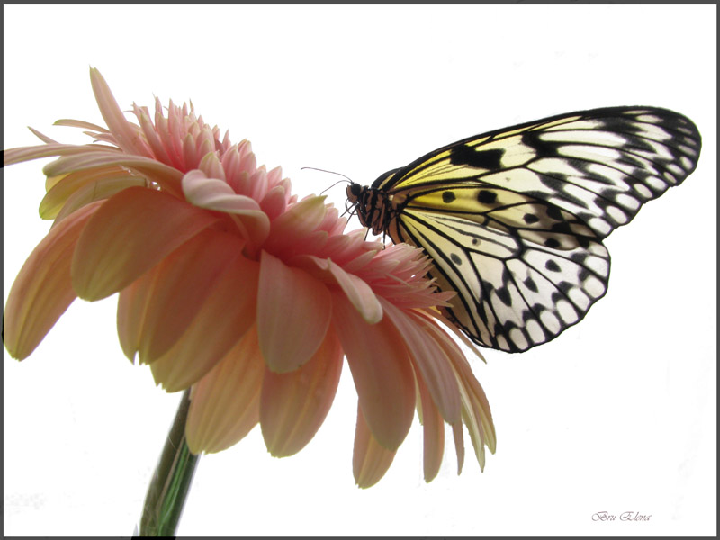 Фото жизнь (light) - Brule - корневой каталог - Бабочка-душа цветка