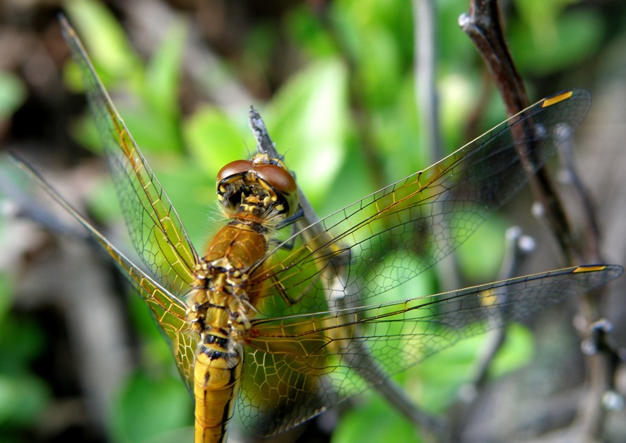 Фото жизнь (light) - Геннадий Нехай - корневой каталог - %--