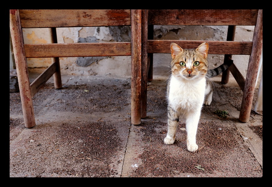 Фото жизнь (light) - spider238 - Animals - What?