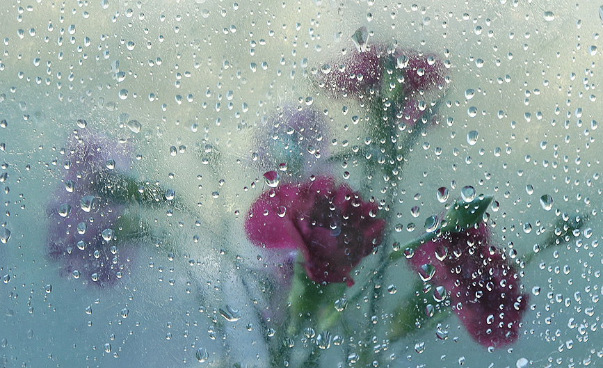 Фото жизнь - Luluka - Цветочное настроение - В предчувствии дождя