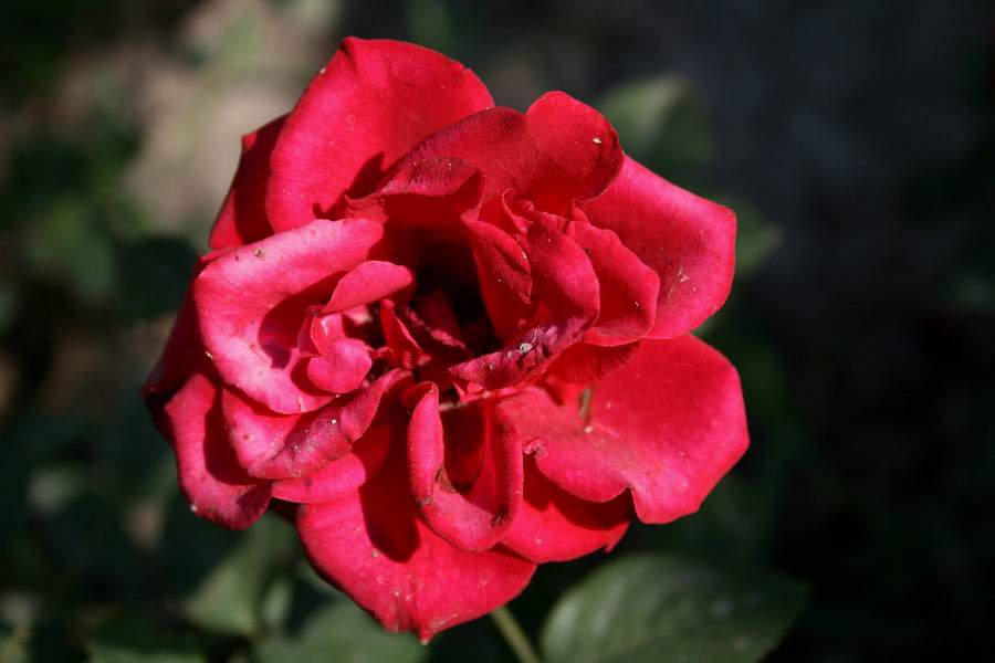 Фото жизнь (light) - Natalya28 - корневой каталог - И ещё роза