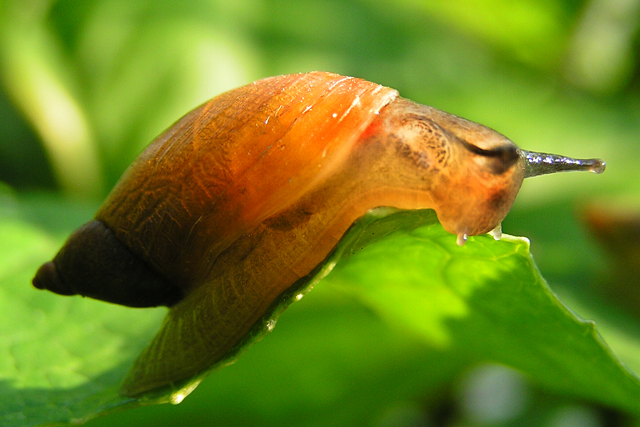 Фото жизнь (light) - Геннадий - макро - мушля