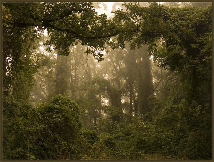 Фото жизнь (light) - Илья Гильфанд - Природа - Окно в волшебный лес