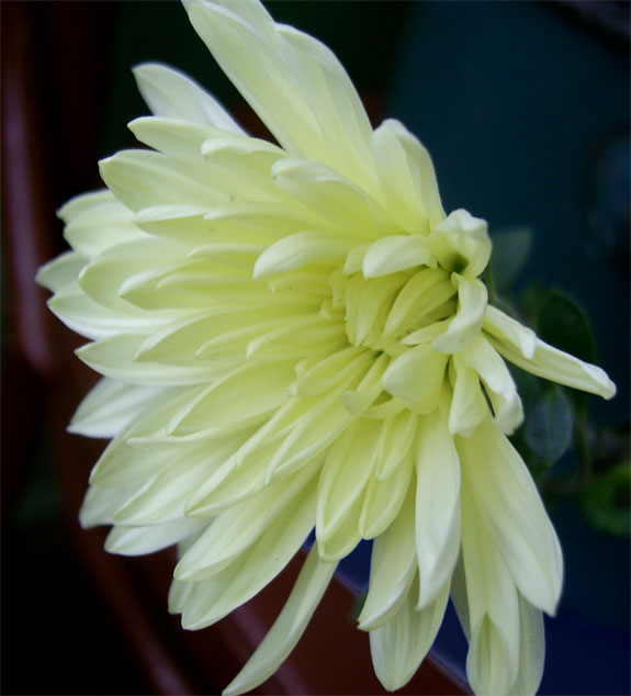 Фото жизнь (light) - Al - макро (цветы, зелень всякая...) - "Блеклый лимончик" (хризантема)