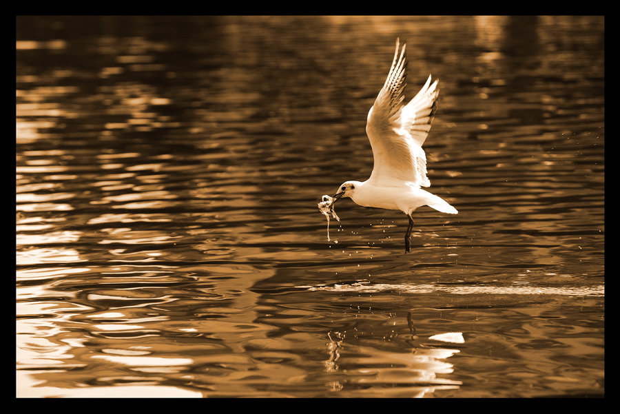 Фото жизнь (light) - spider238 - Animals - In gold flight