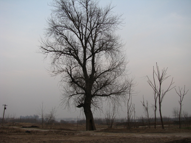 Фото жизнь (light) - qinglanglihan - корневой каталог - дерево