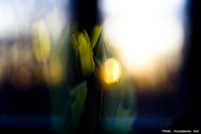 Фото жизнь (light) - ankkyz - life - Закатные цветы...