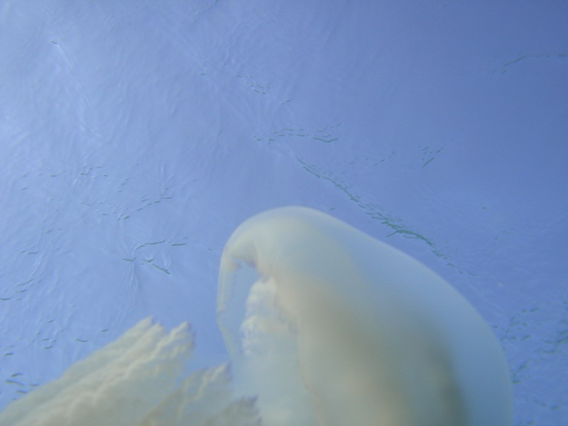 Фото жизнь (light) - TauGreen - Подводный мир 2006-2007 - Под медузой