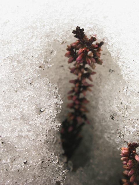 Фото жизнь (light) - ginger - "у природы нет плохой погоды" - во льду.