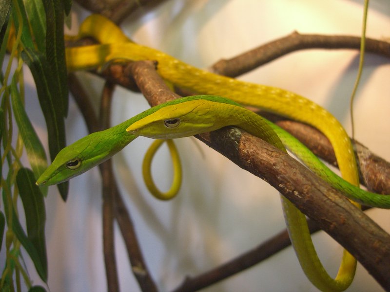 Фото жизнь (light) - iraelja - Земноводные, пресмыкающиеся и оные же с ними - Пластилиновые змеи