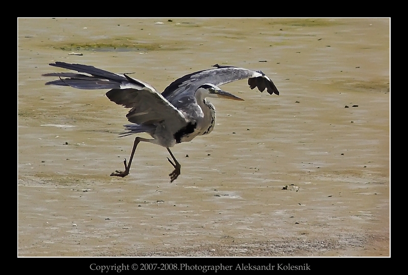 Фото жизнь (light) - Aleksandr Kolesnik - Птицы. - Дорогу...