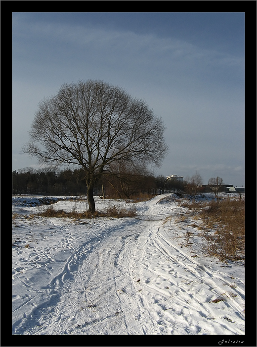 Фото жизнь (light) - Julietta (Муха Юлия) - Пейзажи, природа - про дорожку заснеженную и дерево ветвистое...