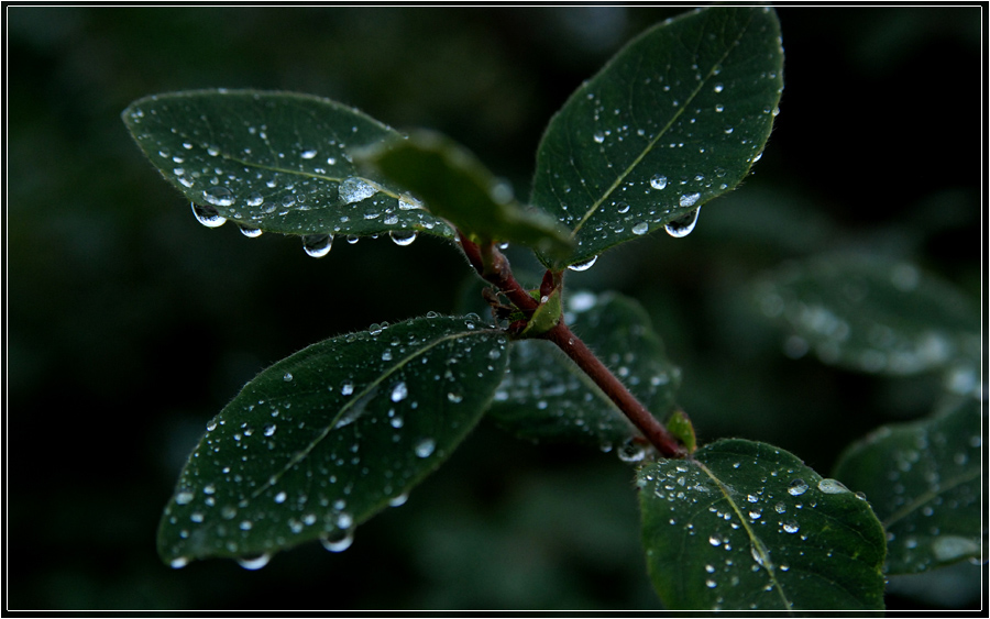 Фото жизнь (light) - Syshkova Ekaterina - корневой каталог - после дождя...