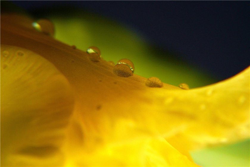 Фото жизнь (light) - mystera - Цветочные Blumen. - Das Ganze Leben ist ein ewiges Wiederanfangen.