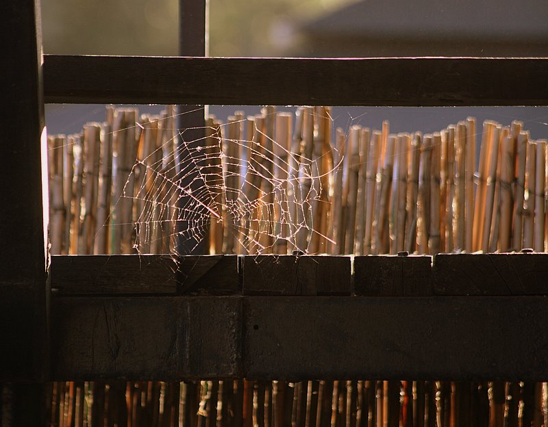 Фото жизнь (light) - . - Паутиные истории. - Коклюшки