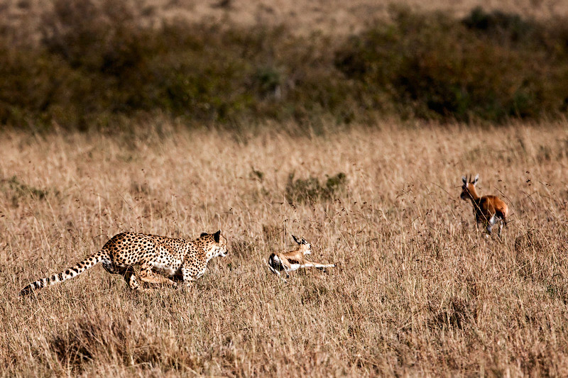 Фото жизнь (light) - Ludmila Yilmaz - Кения - Охота гепарда