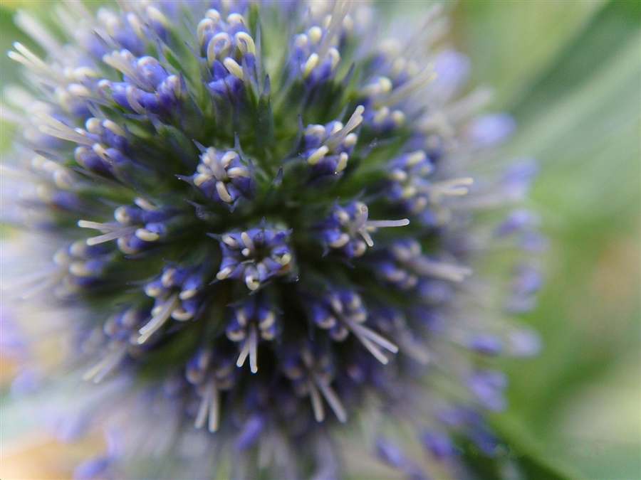 Синеголовник (Eryngium)