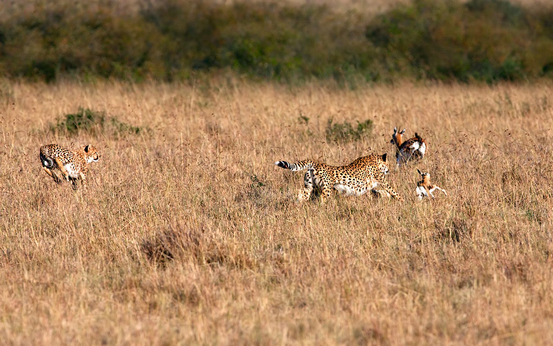 Фото жизнь - Ludmila Yilmaz - Кения - Охота гепардов